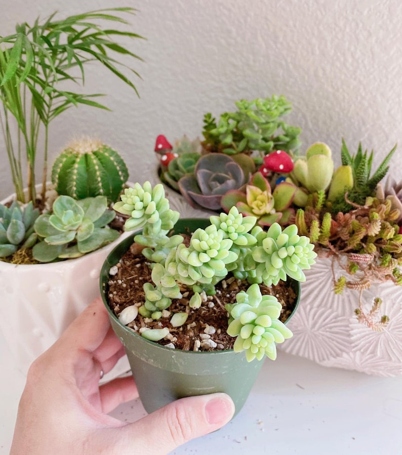 Burro's Tail Succulents Plants, Sedum Morganianum, Donkey's Tail in 4 inches pot image 1