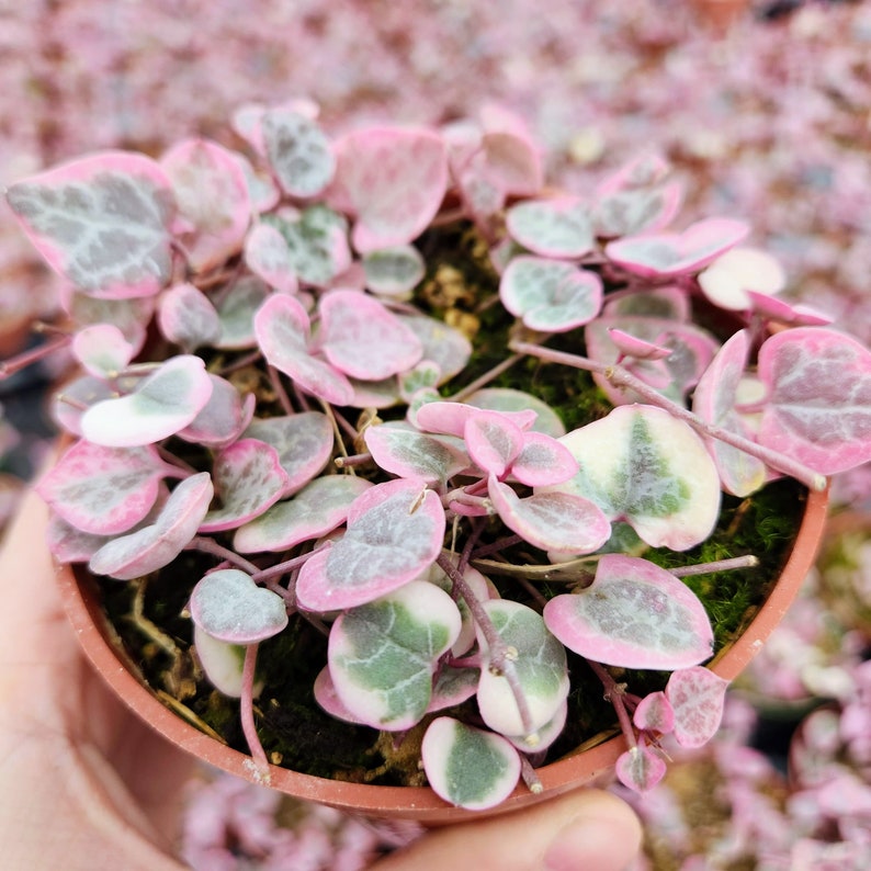 May include: A small potted plant with green and white leaves with pink edges. The plant is in a brown pot and is surrounded by pink flowers.