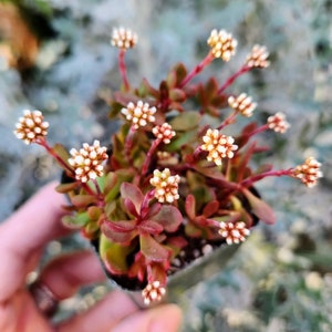 Crassula pubescens ssp. radicans  in 2&quot; pot - 4&quot; pot