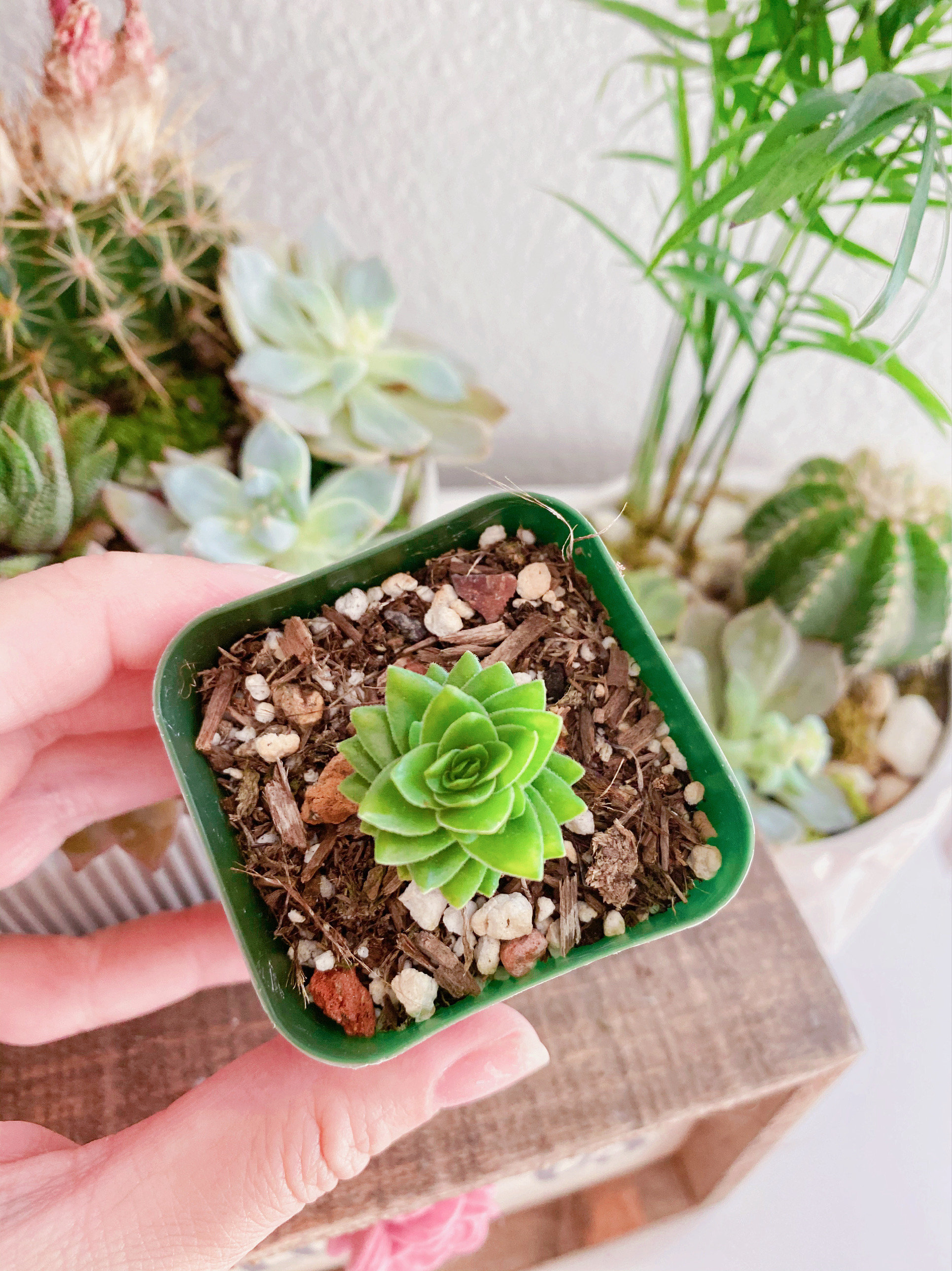 Aloe Polyphylla Rare Succulent Plant - Etsy