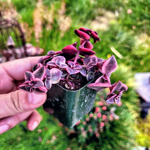 Crassula marginalis rubra Variegata 'Calico Kitten' 2 Inch