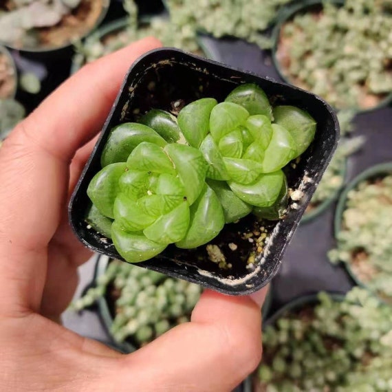 Haworthia cymbiformis var. obtusa Plant, Indoor Plants, Small