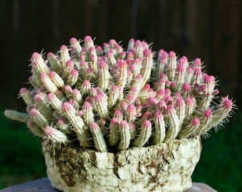 Rare Variegated Corn Cob Cactus Euphorbia mammillaris Euphorbia