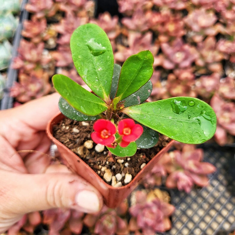 Euphorbia Milii With Red Bloom The Crown Of Thorns Christ plant Christ thorn 2 inch pot image 2