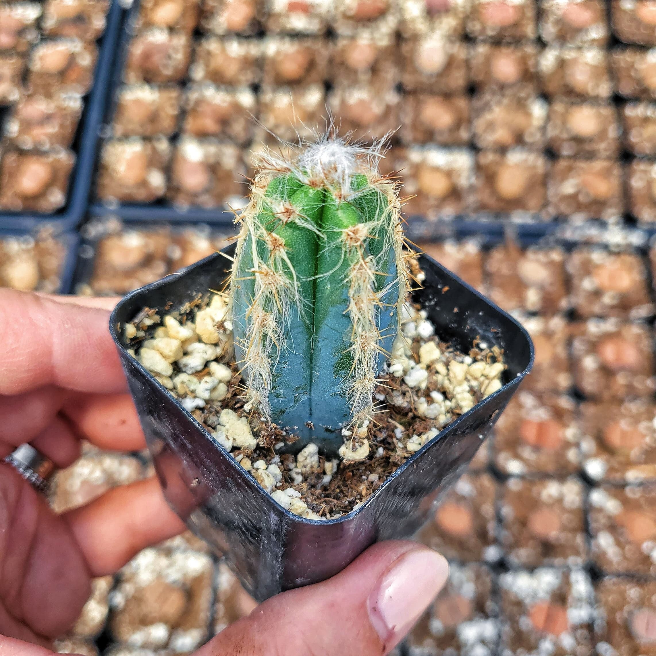 アガベ Blue cactus Pilosocereus Azureus - Blue Torch Cactus – Smart Seeds Emporium