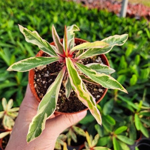 Rare Variegated Euphorbia Milii With Red Bloom, the Crown Of Thorns Christ plant Christ thorn 4 inch pot image 2