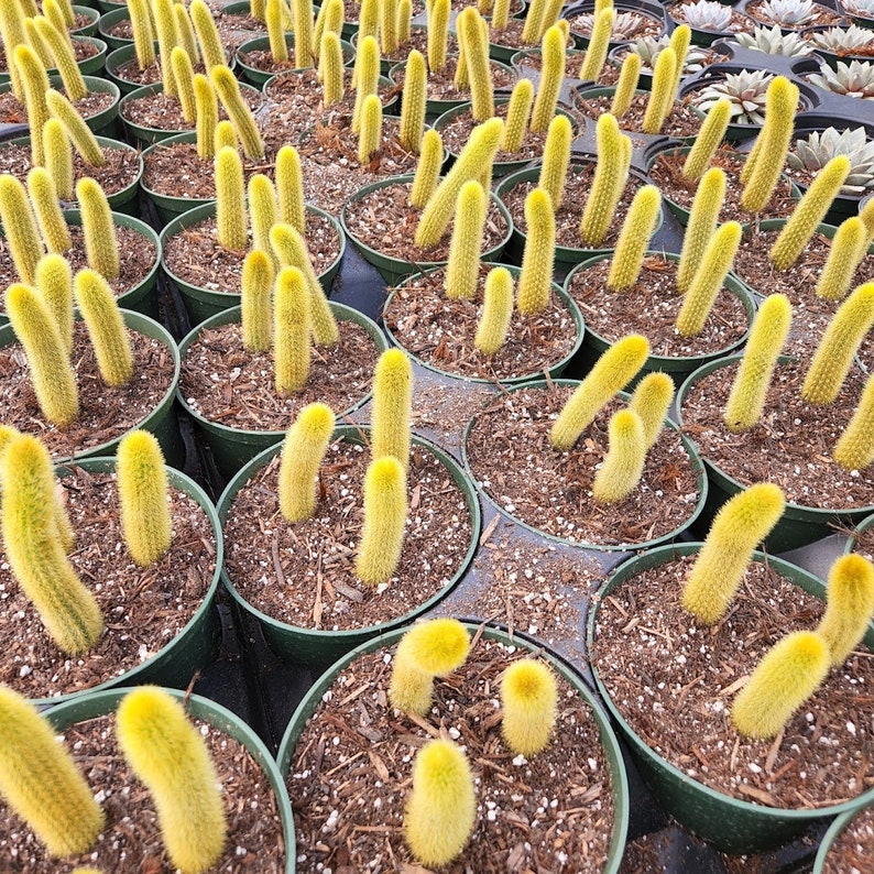 Golden Tail Cactus, Cleistocactus winteri 4 pot image 3