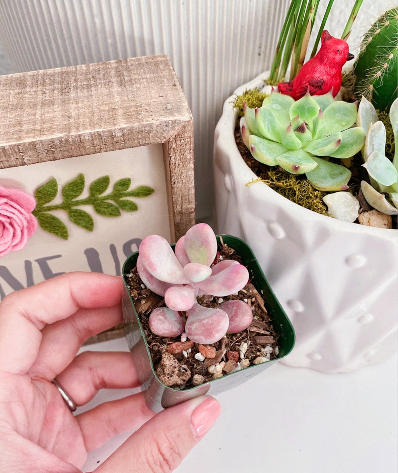 Rare Pink Moonstone Succulents, Pink Pebble Rosette Plants, Pachyphytum Oviferum in 2 inches pot image 2