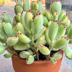 Variegated Bear Paw, Bear Claw Succulent, Cotyledon Tomentosa, Cotyledon ladismithiensis