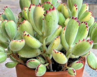 Variegated Bear Paw, Bear Claw Succulent, Cotyledon Tomentosa, Cotyledon ladismithiensis