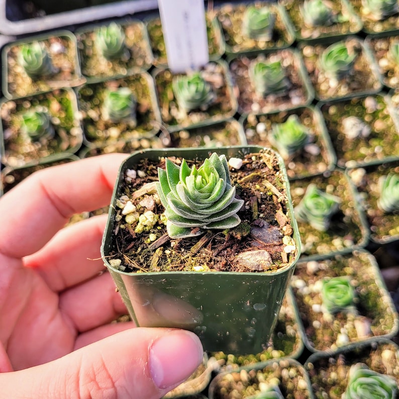 Puede incluir: Primer plano de una peque&ntilde;a planta suculenta verde en una maceta. La planta tiene forma espiral y est&aacute; rodeada de tierra marr&oacute;n. La maceta es verde y tiene forma cuadrada.