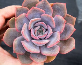 Echeveria Orion in 2" pot