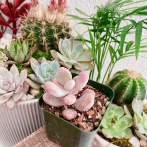 Rare Pink Moonstone Succulents, Pink Pebble Rosette Plants, Pachyphytum Oviferum in 2 inches pot image 5