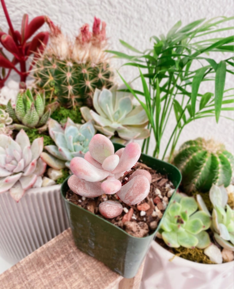 Rare Pink Moonstone Succulents, Pink Pebble Rosette Plants, Pachyphytum Oviferum in 2 inches pot image 5