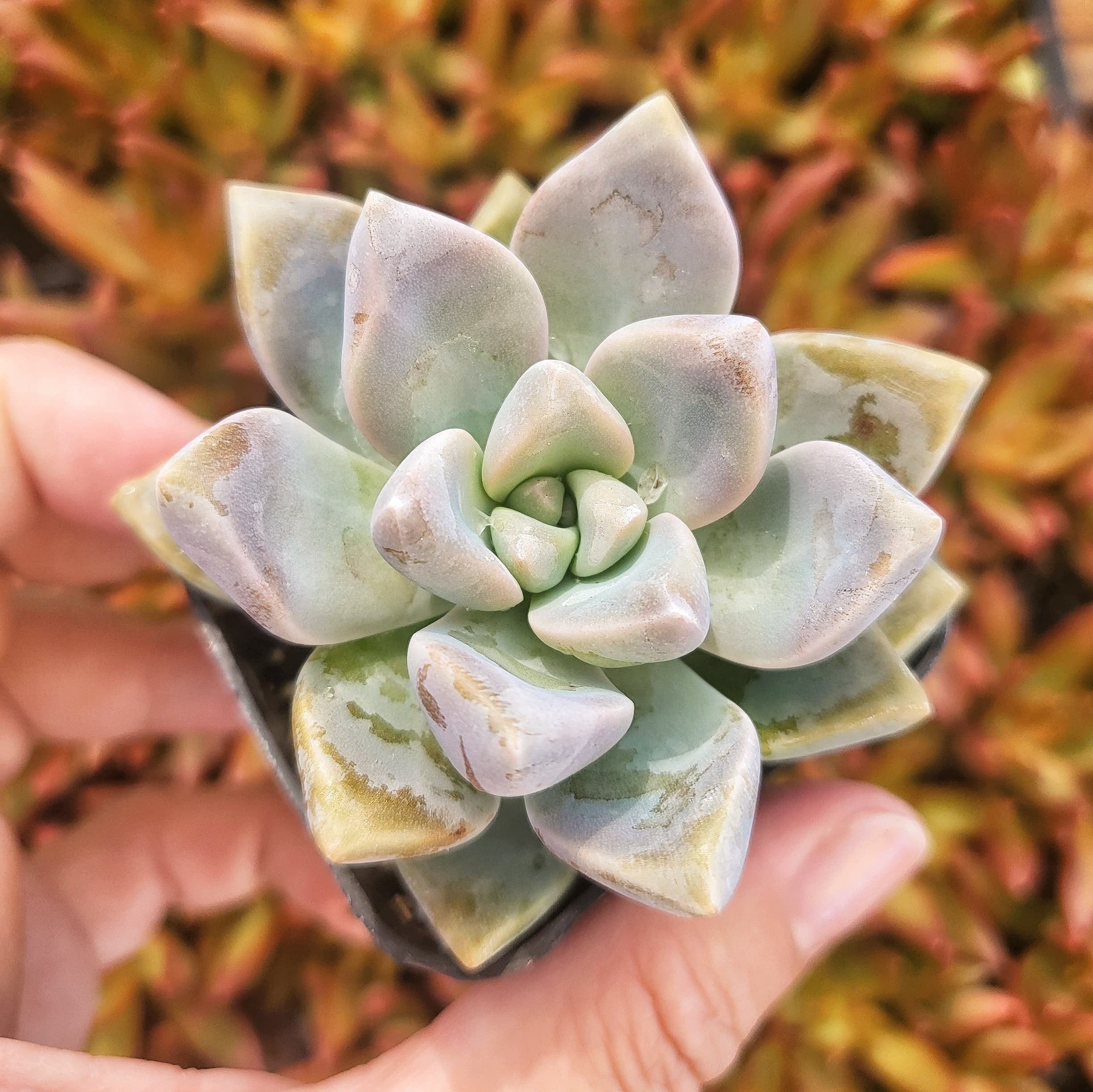 Graptosedum Ghosty Succulent - 2 Inches Pot - Etsy