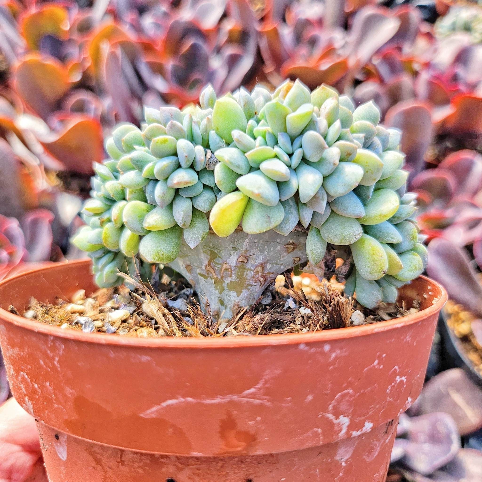 4” Echeveria Cubic Frost Cristata / Crested Succulent