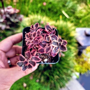 Sedum Sunsparkler ‘Wild Fire’ Succulent Live Plant in 2 inches pot