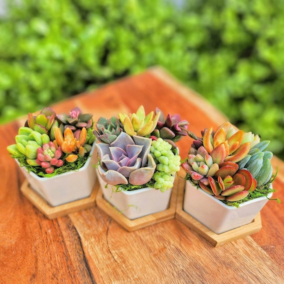 Honey Bubbles - Mini Succulent Garden in Ceramic Pots - Etsy