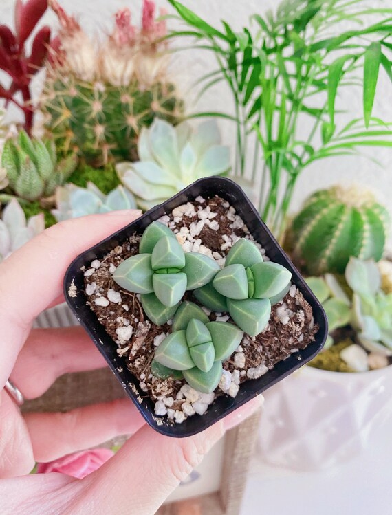 Corpuscularia Lehmannii, Ice Plant in 2 Inches Pot - Etsy Denmark