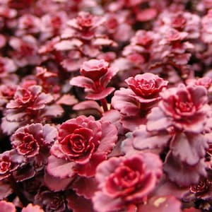 Sedum spurium &#39;Dragon&#39;s Blood&#39; Stonecrop, Groundcover Low Maintenance in 4 inches pot