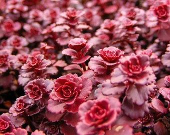 Sedum spurium &#39;Dragon&#39;s Blood&#39; Stonecrop, Groundcover Low Maintenance in 4 inches pot