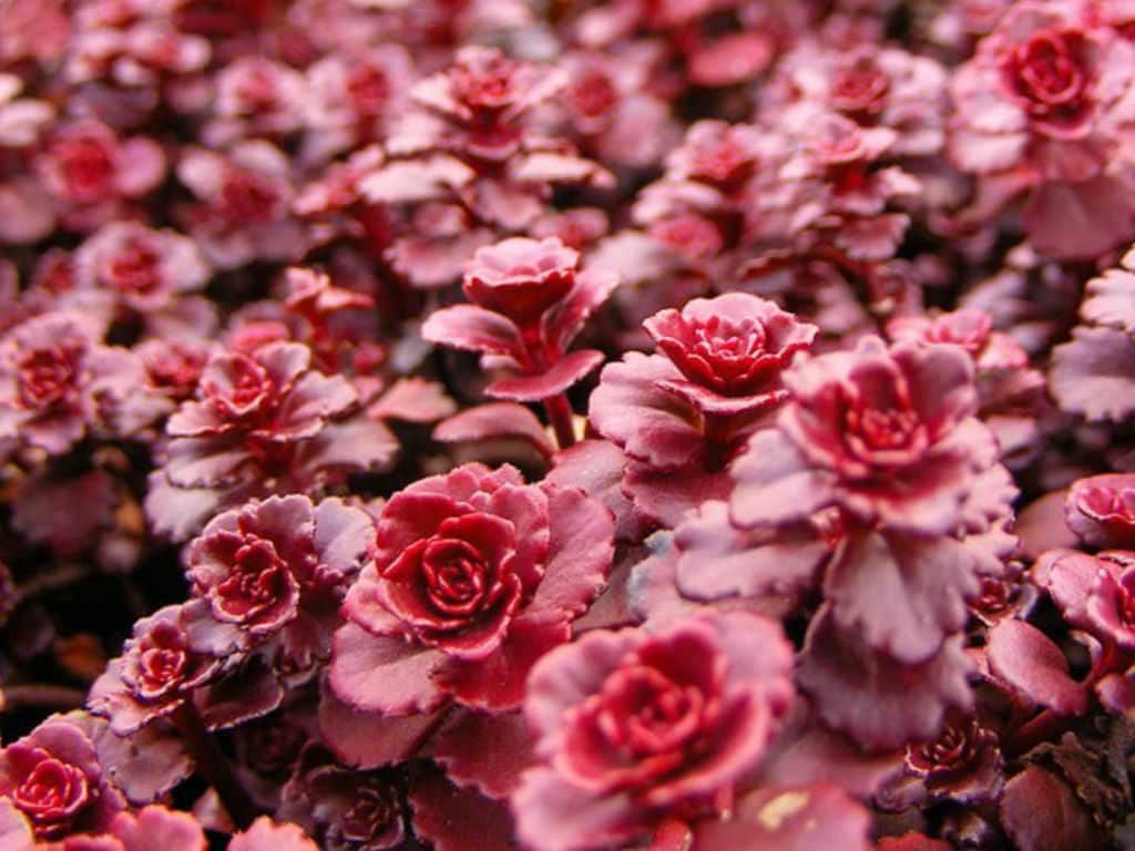 Sedum Spurium 'dragon's Blood' Stonecrop, Groundcover Low Maintenance in 4  Inches Pot - Etsy