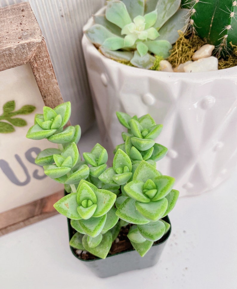 RARE Crassula Rupestris 2 inches pot, Kebab bush, Rosary Vine image 6