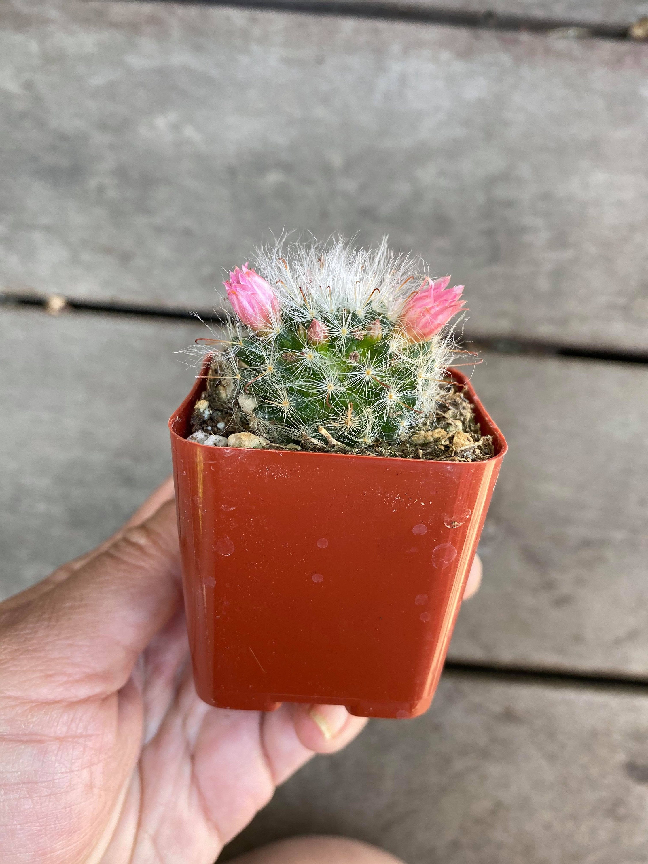 Powder Puff Cactus Potted Cactus Plant Mammillaria Bocasana Etsy