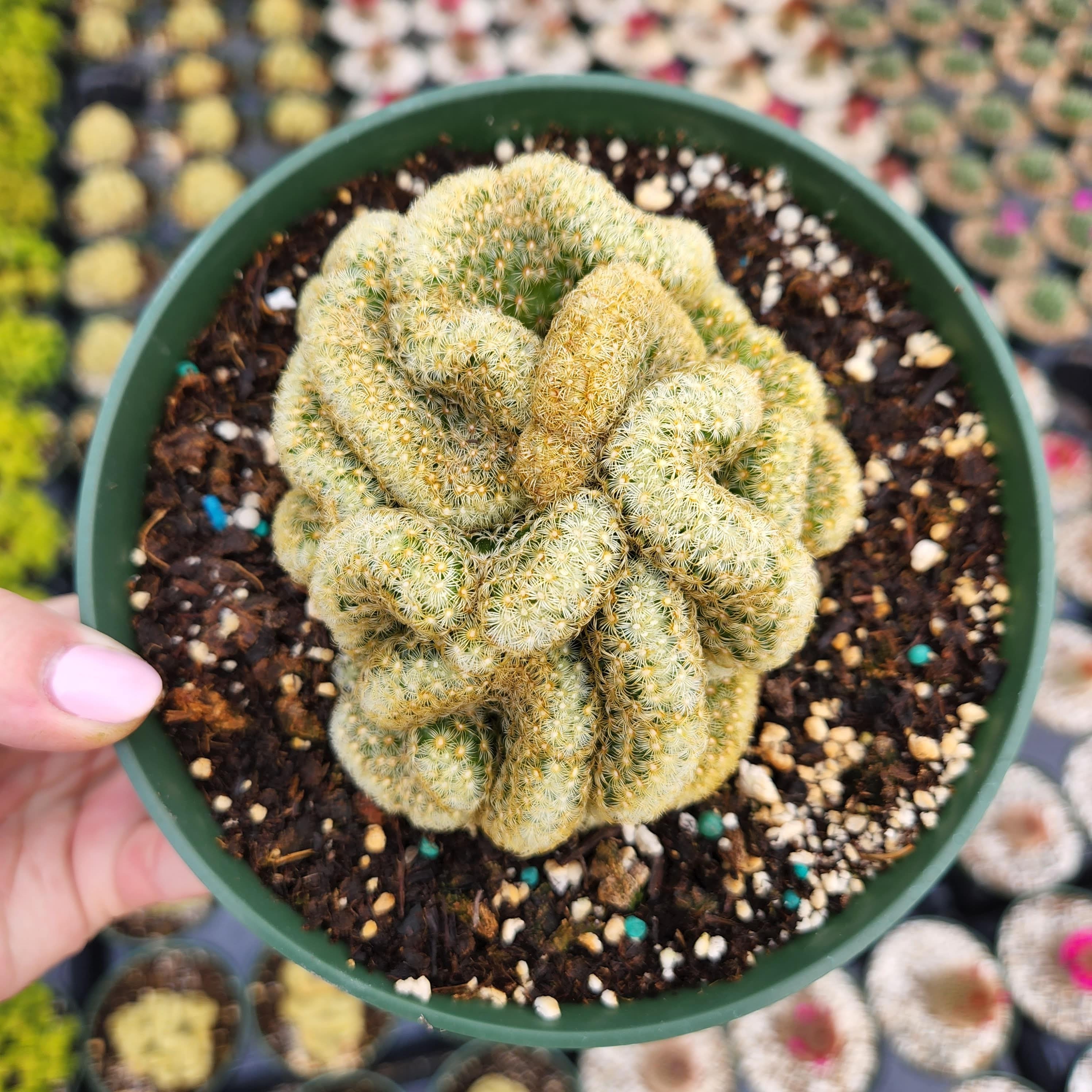 Mammillaria Cristata Brain Cactus, Crested Succulent - Etsy
