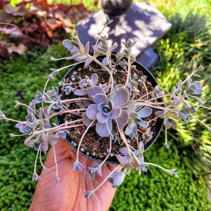 May include: A succulent plant with fleshy, light purple leaves growing in a brown pot. The plant has long, thin stems that extend outwards from the center of the pot.