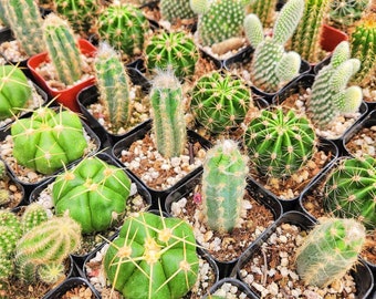 Assorted Cactus, Cactus Mix 1/3/5/7/9