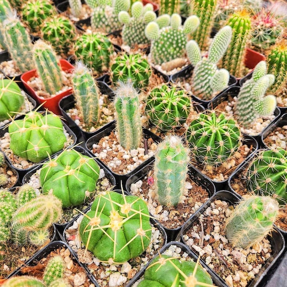 Assorted Cactus, Cactus Mix 1/3/5/7/9 - Etsy