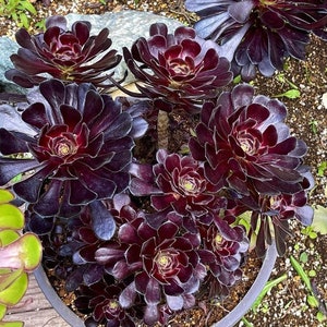 2” Aeonium Zwarktop Black Rose