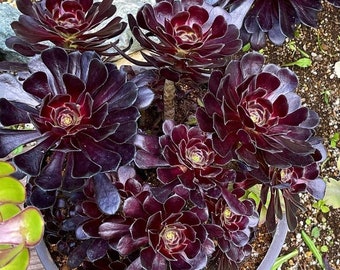 2” Aeonium Zwarktop Black Rose