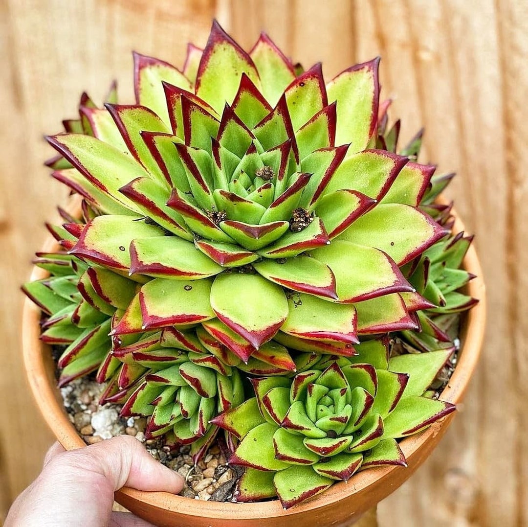 Echeveria Agavoides Lipstick, Red Tip, 2 Inch Pot Etsy