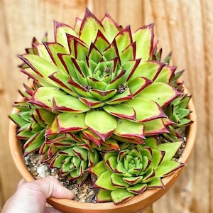 May include: A succulent plant with green leaves and red edges, growing in a terracotta pot. The plant has a rosette shape and is arranged in a cluster of three.
