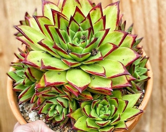 Echeveria Agavoides Lipstick, Red Tip, 2 inch pot