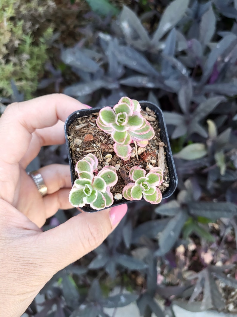 Sedum spurium 'Tricolor' Stonecrop, Groundcover Low Maintenance in 2 inches, 4 inches pot image 7