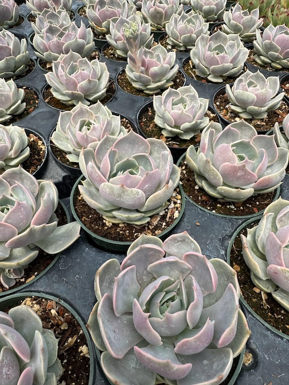 Echeveria Trumso 2”-3” Rare Succulent Plant – True