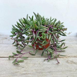 May include: A succulent plant with long, trailing stems and green leaves. The plant is potted in a brown terracotta pot.