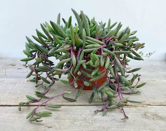 String of little pickles, Othonna Capensis ‘Ruby Necklace’ in 2 inches pot