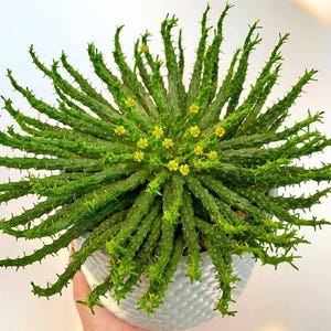May include: A vibrant green Euphorbia plant with spiky stems and small yellow flowers. The plant is in a white textured pot. The plant's stems are covered in small thorns. The plant is a succulent.
