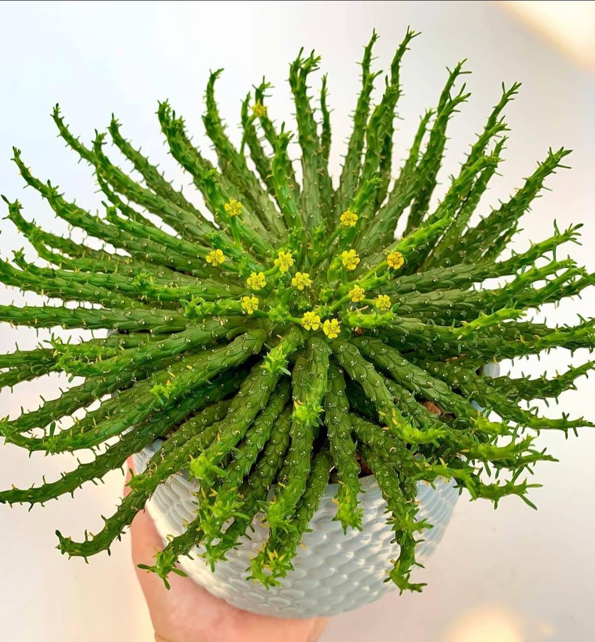 MySucculentCorner - Etsy