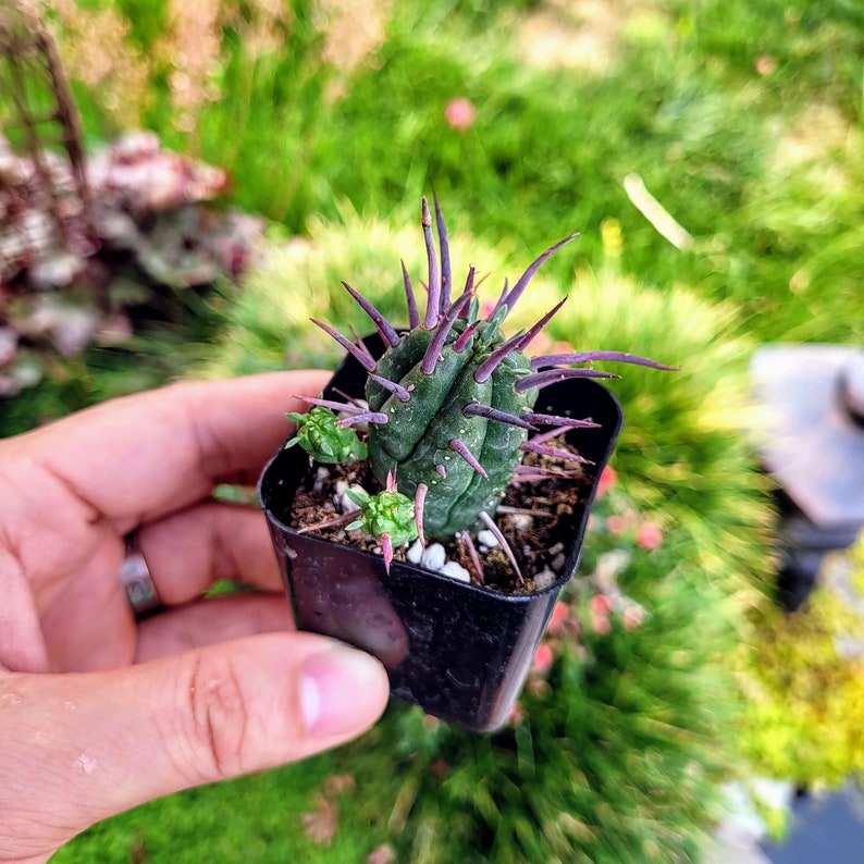 Euphorbia Ferox, Euphorbia enopla cactus dans un pot de 2 ou 4 image 4