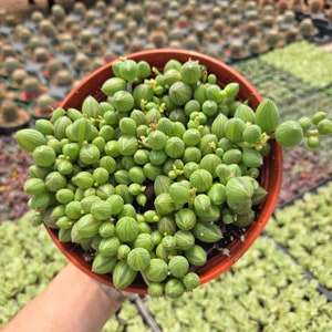 May include: A close-up of a green succulent plant with small, round leaves. The plant is growing in a terracotta pot.
