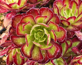 4” Aeonium Mardi Gras Rosette