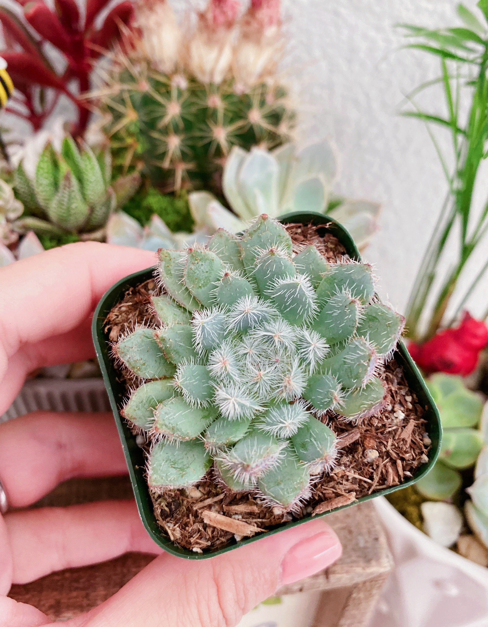 Rare Echeveria Setosa, Mexican Firecracker, 2 Rare Echeveria Setosa, Mexican Firecracker, 2