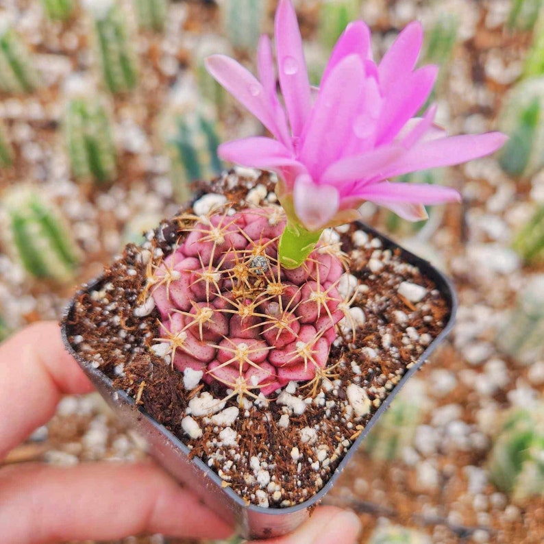 Gymnocalycium Rotundulum Cactus, Pink Cactus 2 4 pot image 1