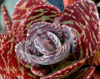 Tiger Kalanchoe Humilis "Desert Surprise", Purple Variegated Exotic Rare Succulent