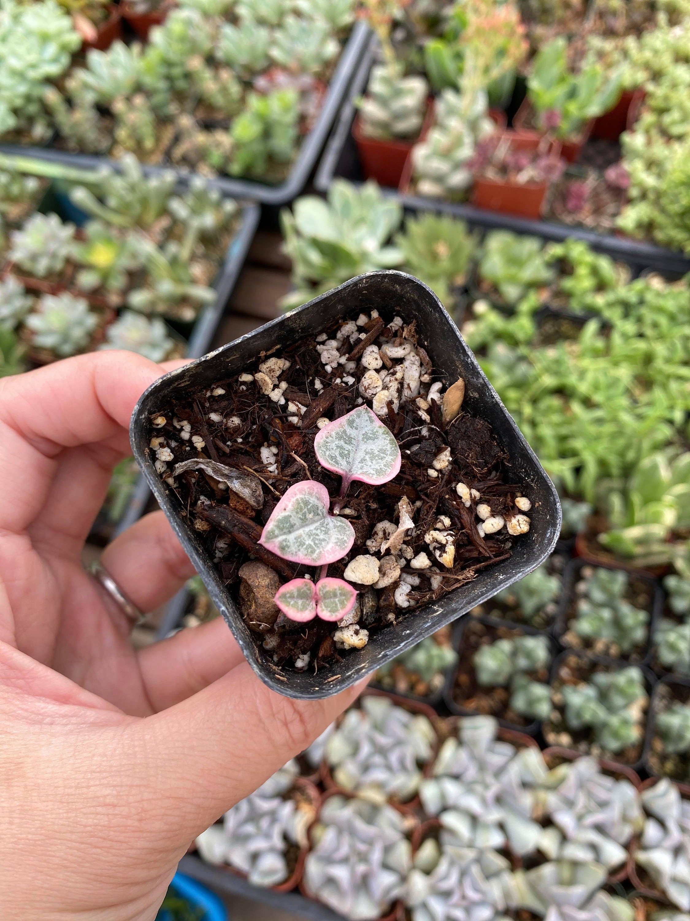 Variegated String of Hearts, rooted Ceropegia Woodii, VSOH, Rosary Vi…